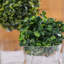 Topiaire buis ball plante