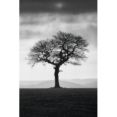 Without Leaves - Wrapped Canvas Graphic Art