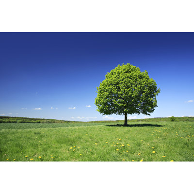Lime Tree by Avtg