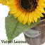 10 plantes