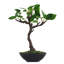 63.5cm Faux Bonsai Plant in Pot Liner