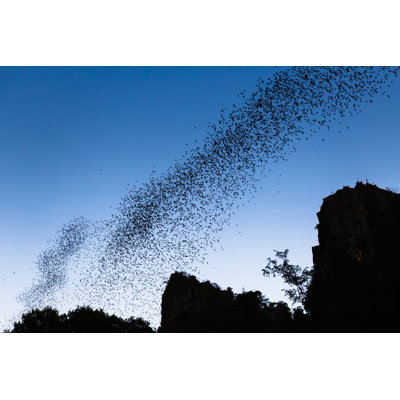 Bats Forage by Patpitchaya - Wrapped Canvas Print