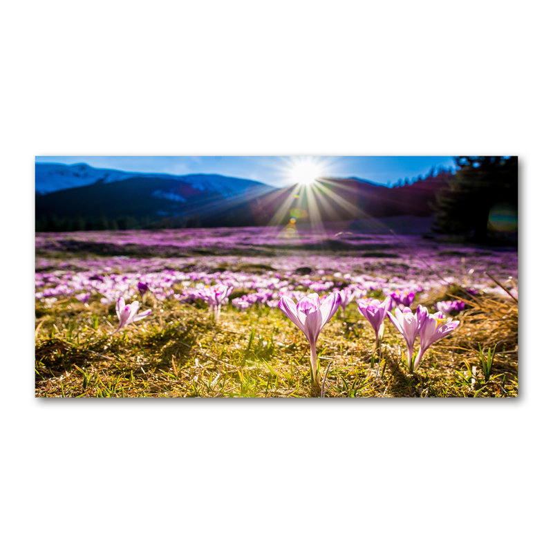 Crocuses In The Clearing - Wrapped Canvas Print