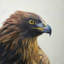 Aigle à tête brune - Best-sellers de l'Ouest, reproduction encadrée