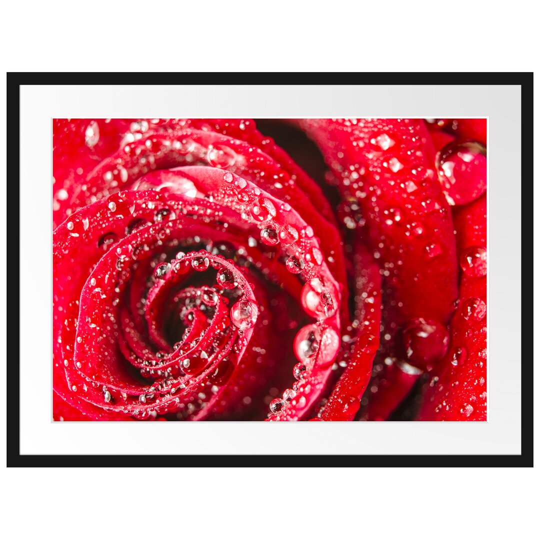 Gerahmtes Poster Rose mit Wassertropfen