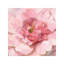 Blushing Peony by Danhui Nai - Wrapped Canvas Painting-553879214