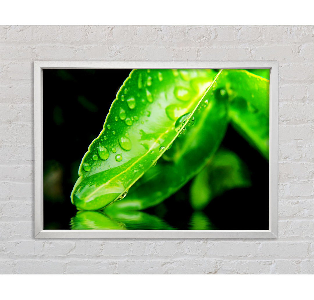 Green Leaf Reflection - Einzelner Bilderrahmen Kunstdrucke auf Leinwand