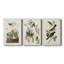Pl 190 Lincoln Finch - ensemble de 3 impressions sur toile tendue-1010519626