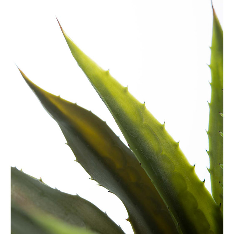 Grande fausse vraie plante d'agave