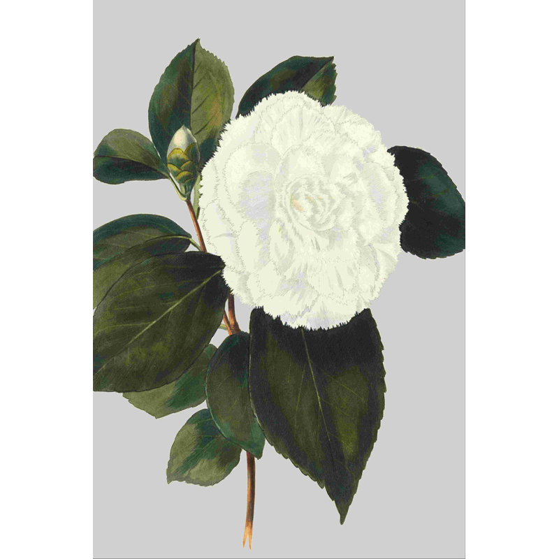 Camellia Japonica II, H 18 po x l 12 po