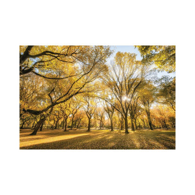 American Elm Trees In Autumn Season, Central Park, New York City, USA by Jan Becke - Wrapped Canvas Print