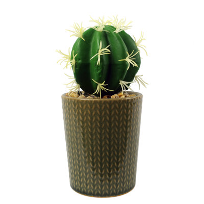 Annistin 17cm Plant