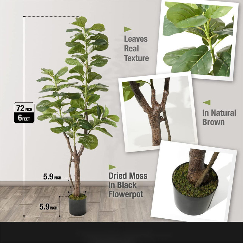 cebu pothos Pack of 3 for Cebu Blue, Marble Pothos and N'Joy Pothos in a 4" Nursery Pots