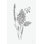 Parmi les fleurs sauvages I par Leah York - impression