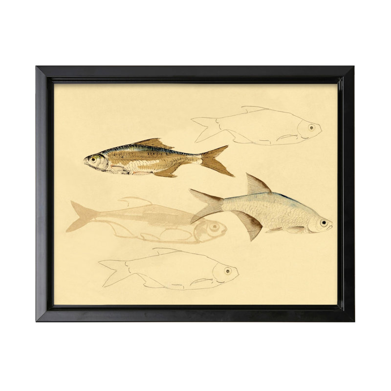 Croquis de poisson, Cadre noir, Canevas, H 08 po x l 10 po