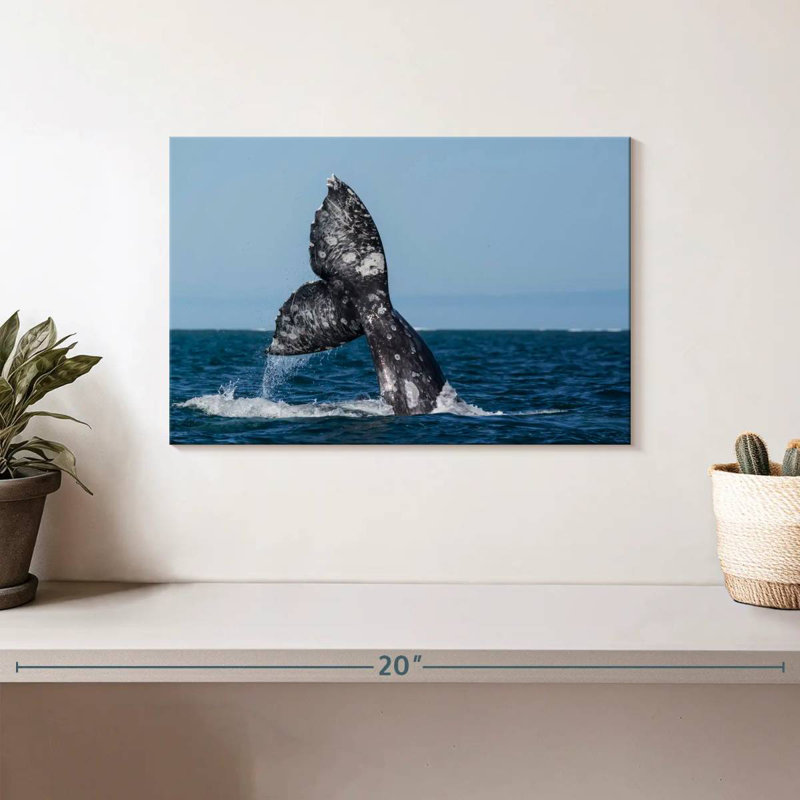 Brampt Gray Whale Tail, 8" H x 12" W