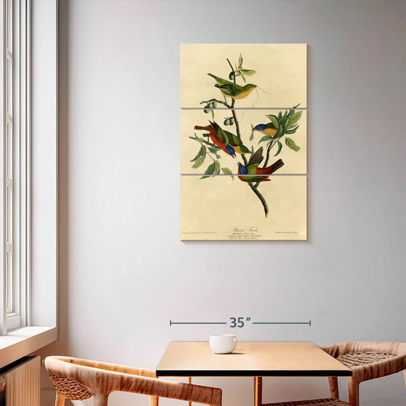 Brampt Painted Finch