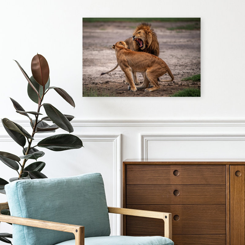 Male Lion Roaring Contemporary Cat Lion Nature Wildlife Wall Art Print by Mohammed Alnaser - Print, 40.64cm H x 60.96cm W
