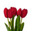 Vickerman 16"H Plum Tulip Bundle of 5.-1404122193