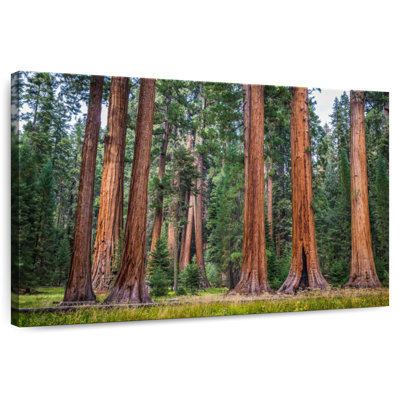 Harnek superbe Sierra Redwoods