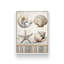 «Cape Cod Shores Seashells» par Nicole DeCamp, reproduction d'art-1579752332-1579752329-1579752351