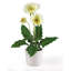 Arrangement floral Gerber Daisies