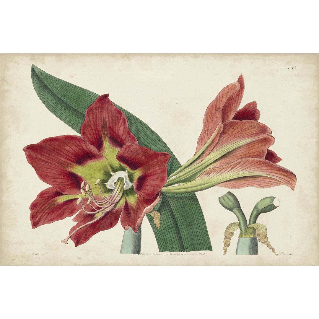 Leinwandbild Amaryllis Splendor I von Curtis