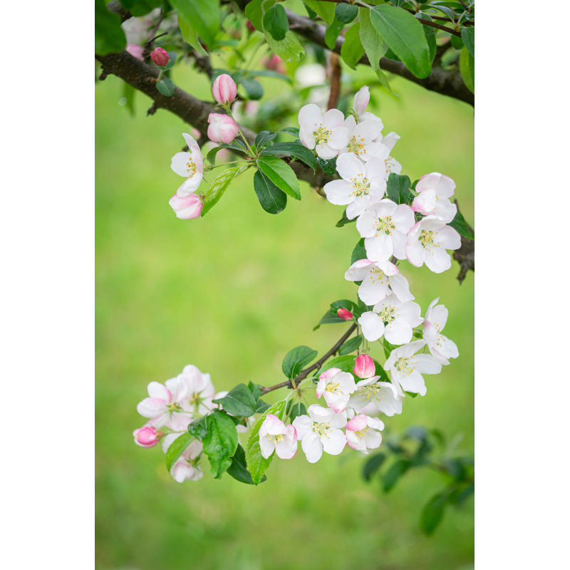 Haring Apple Blossom - Wrapped Canvas Print, 46cm H x 30 cm W x 3.8cm D