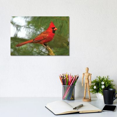 " Cardinal Looking Proud " Color Photography Print