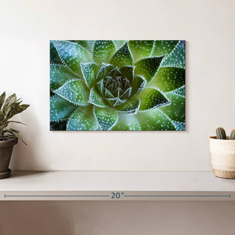 Plante grasse Haroek Lace Aloe, H 8 po x l 12 po
