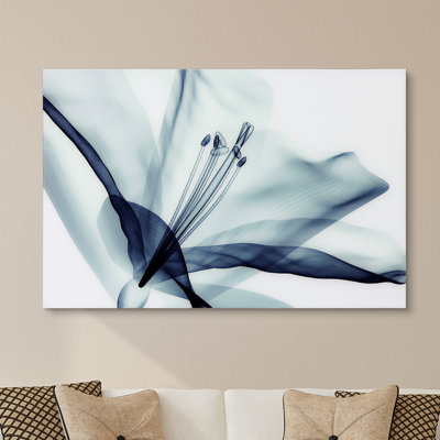 " Amaryllis "