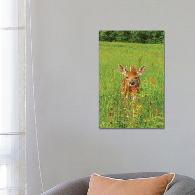 USA, Minnesota, Pine County. Captive Fawn. by Jaynes Gallery - Wrapped Canvas Print