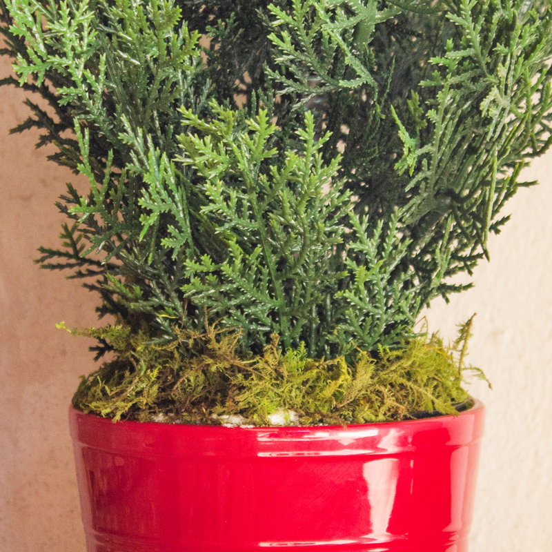 Cèdre artificiel 20,5 "en pot de fleurs, Rouge