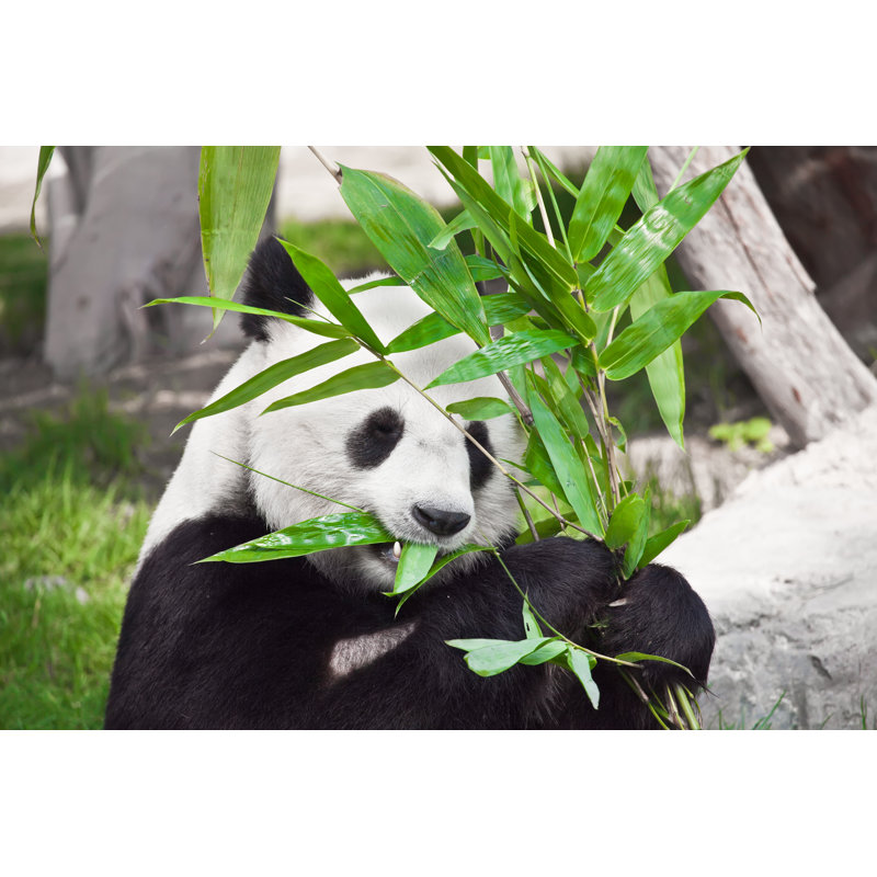 Giant Panda - Wrapped Canvas Print, 30cm H x 46cm W x 3.8cm D