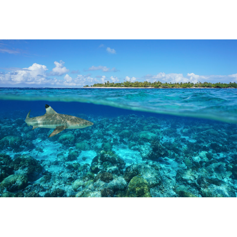 Shark Underwater Rangiroa by Damocean - Wrapped Canvas Print, 51cm H x 76cm W x 3.8cm D