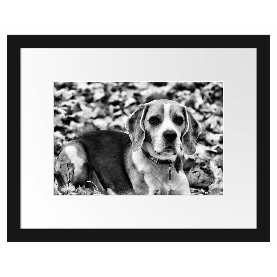 Gerahmtes Poster Kleiner Beagle im Laub