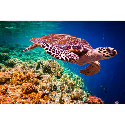 Dudek Hawksbill Turtle - Wrapped Canvas Print