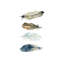 Feather Collection I by Carol Robinson - Painting on Canvas-2027707419-2027707418