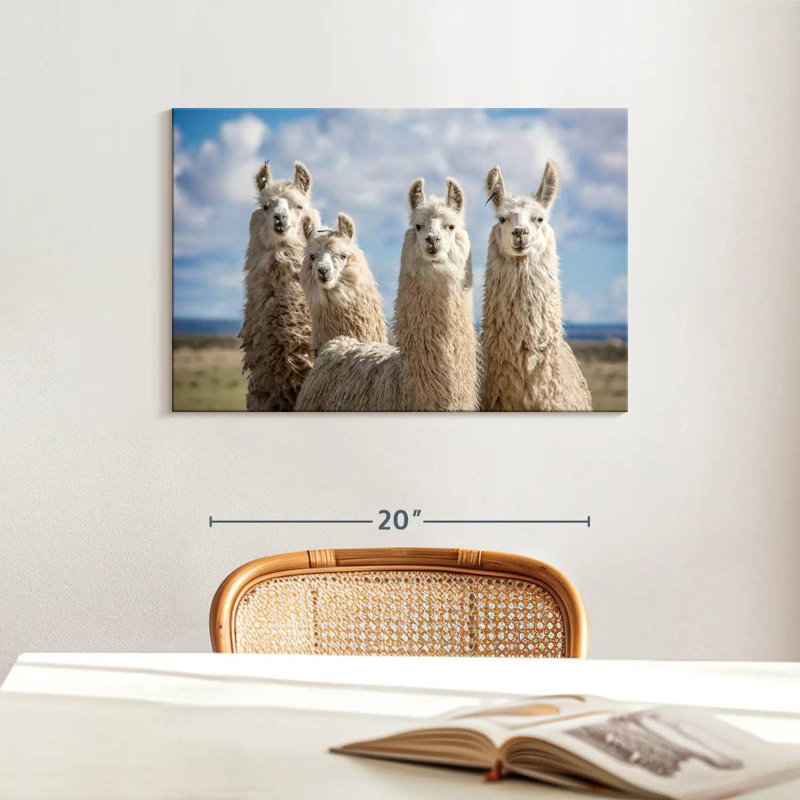 Fluffy White Llamas, 16" H x 24" W