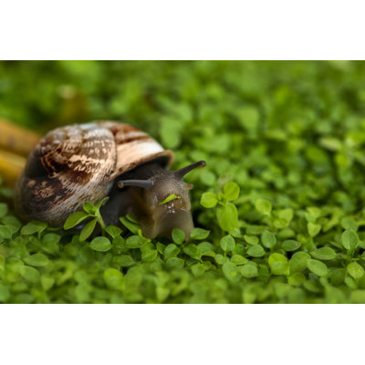 «Snail Eating Grass» par Yousef-Abouaisheh - photographie sur toile tendue