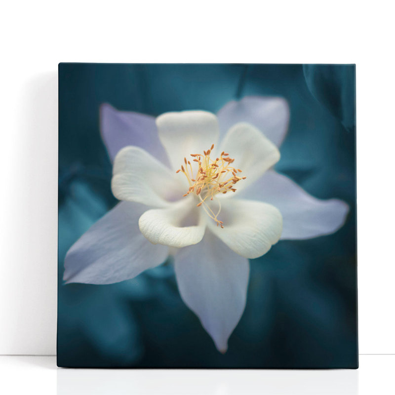 Aquilegia - reproduction d'art sur toile, H 20 po x l 20 po