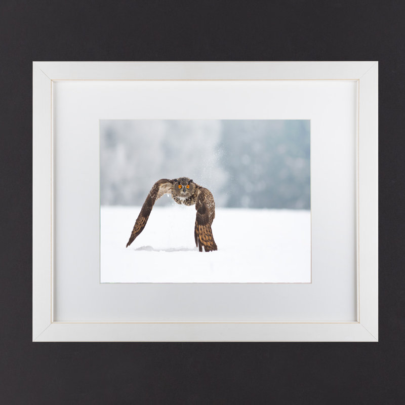 « eurasian eagle hibou », reproduction de photo sur toile tendue, H 16 po x l 20 po x P 0,5 po, Cadre blanc, Blanc