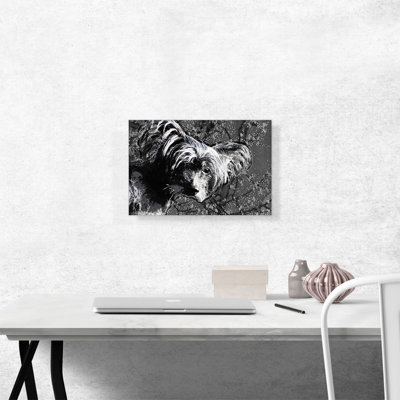 Chinese Crested Dog Breed Black White Flowers - Wrapped Canvas Graphic Art Print
