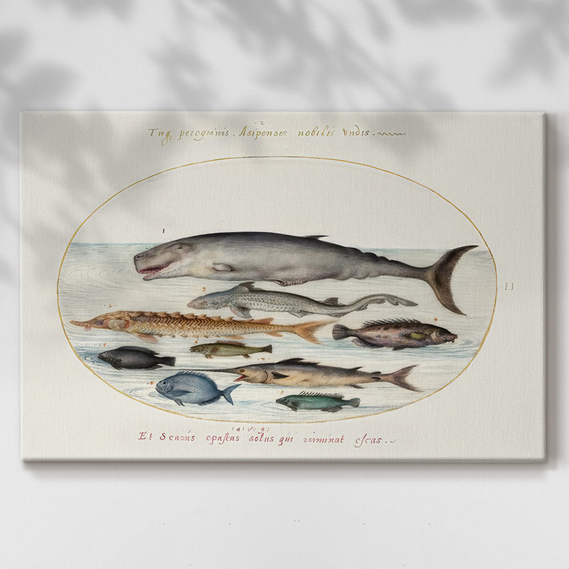 Hoefnagel Sea Vignettes III -Galerie enveloppée Cavas, 12 x 18