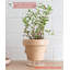 Cute Pots Pot Planter