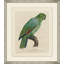 Le Perroquet 7 Painting