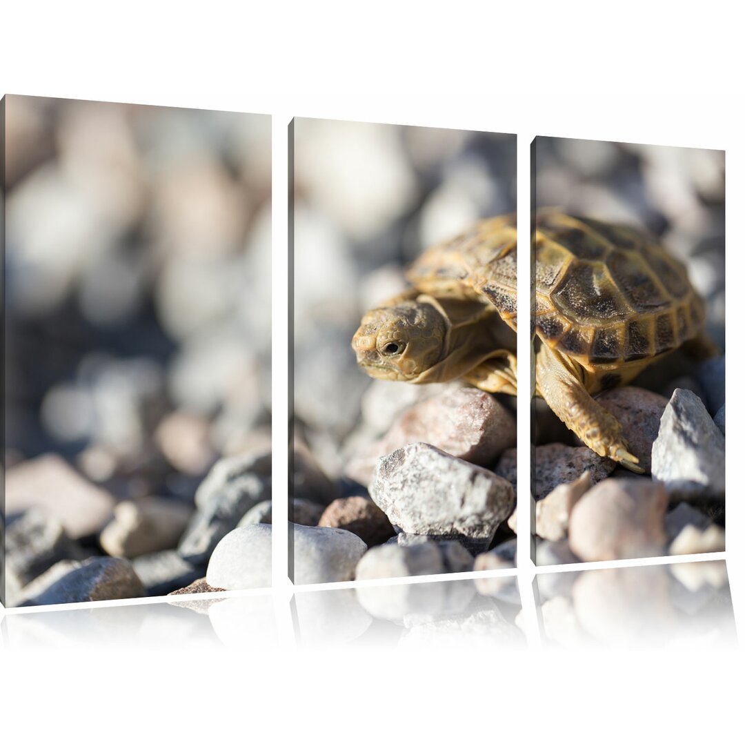 3-tlg. Leinwandbilder-Set „Kleine Schildkröte“, Fotodruck