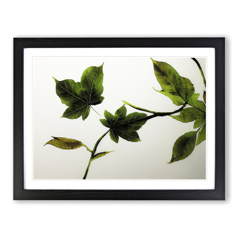 Garden Leaves - Single Picture Frame Print, Black Framed, 46cm H x 64cm W x 2cm D