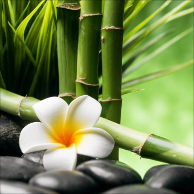 Flowers - Stones - Bamboo III 1 Piece Wall Art on Glass