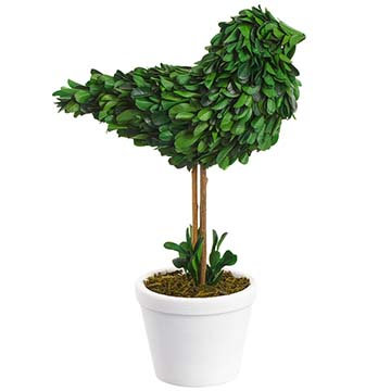 Buis préservé 11,5 "en pot d'argile vert